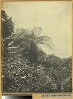 藏品(臺北州文山郡坪林庄野生杪欏林之景)的圖片